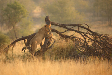 Afrikanischer Löwe / African lion / Panthera leo..