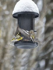 Birds fighting at the bird feeder in winter. Siskin in Östersund, Sweden.