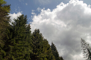 Summer forest perspective view