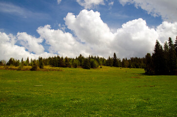Fresh green grass background. Natural background wallpaper
