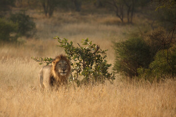 Afrikanischer Löwe / African lion / Panthera leo.