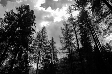 Black and white mysterious forest