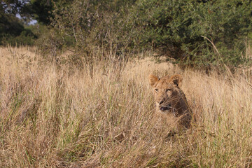 Afrikanischer Löwe / African lion / Panthera leo..