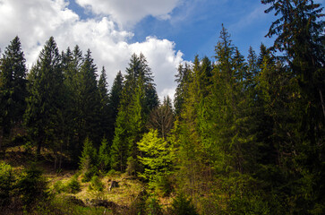 Green mountain forest in the light of summer sun