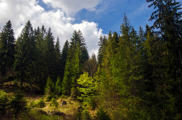 Fototapeta na wymiar Green mountain forest in the light of summer sun