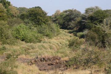 Afrikanischer Busch - Kr&uuml;gerpark - N`wanetsi River / African Bush - Kruger Park - N`wanetsi River /