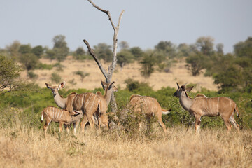 Naklejka premium Großer Kudu / Greater kudu / Tragelaphus strepsiceros.