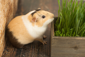 A guinea pig wants some grass