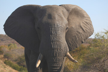 Afrikanischer Elefant / African elephant / Loxodonta africana