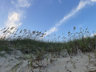 Sea Oats