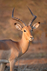 Schwarzfersenantilope / Impala / Aepyceros melampus