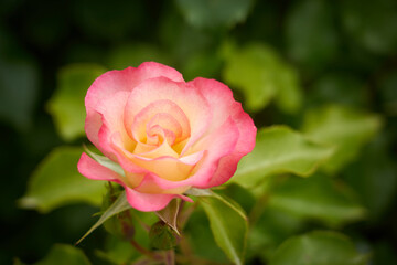 A pink rose on a branch with a blurred background.