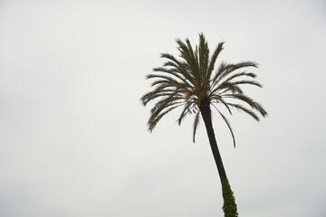 The silhouette of a palm tree against a gray overcast sky. - Powered by Adobe