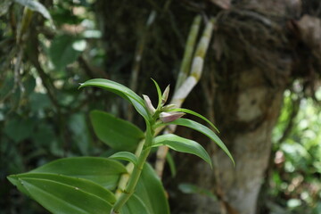 View of a flowering Dendrobium orchid twig tip with the ready to bloom buds
