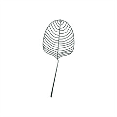 minimalistic black line art illustration of a calathea lutea leaf