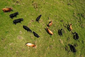 Touros de lide, Bos taurus, em manada no campo