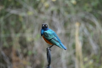 Splendid starling in Amboseli Kenya 