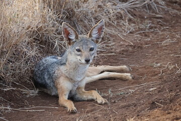 Jackal laying down in Lewa Conservancy 