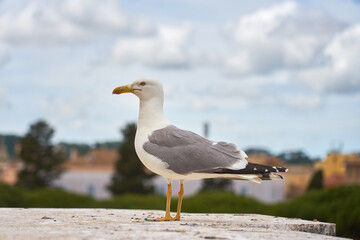 Seagull close up against the blurred background.