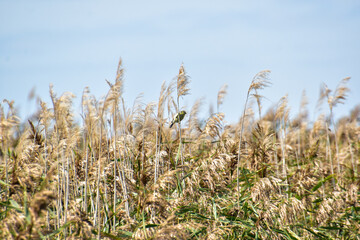 Blue tit baby stays in the reeds