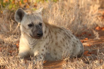 Tragetasche Tüpfelhyäne / Spotted hyaena / Crocuta crocuta © Ludwig