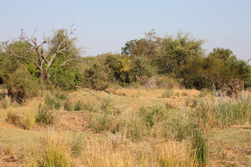 Fototapeta premium Afrikanischer Busch - Krügerpark / African Bush - Kruger Park /