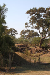 Fototapeta na wymiar Afrikanischer Busch - Krügerpark / African Bush - Kruger Park /