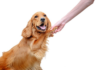 English cocker spaniel dog gives paw to a person. The doggy greets. Dog paw and human hand doing...