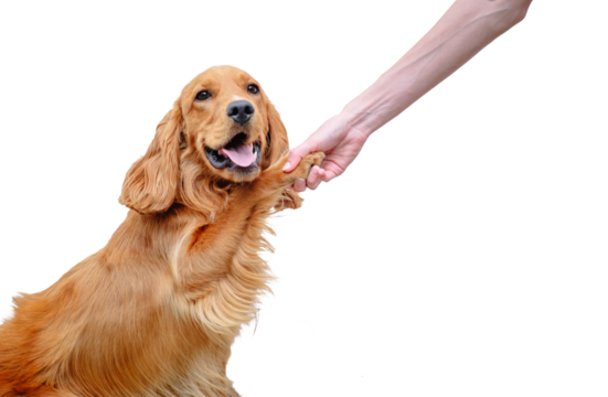 English cocker spaniel dog gives paw to a person. The doggy greets. Dog paw and human hand doing handshake. Owner trains dog trick. Friendship love support team concept. Friendly pet. smiling dog. png