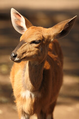 Buschbock / Bushbuck / Tregelaphus scriptus.