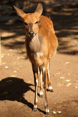 Buschbock / Bushbuck / Tregelaphus scriptus.