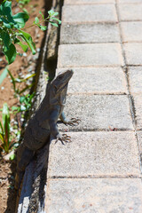 Iguana on the background of stone tiles in the sun.