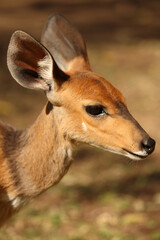 Buschbock / Bushbuck / Tregelaphus scriptus.