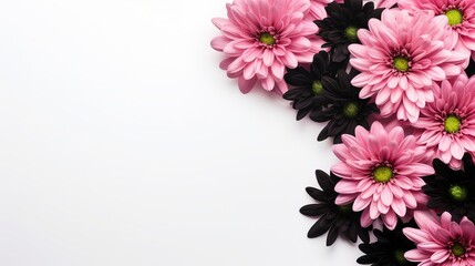 Chrysanthemums with Black Ribbon on White Background, Top View with Text Space - obrazy, fototapety, plakaty