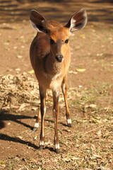 Buschbock / Bushbuck / Tregelaphus scriptus.