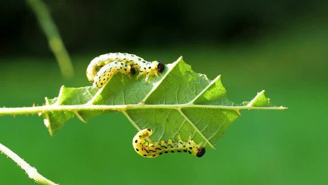 Many fat caterpillars devour one hazel leaf. Caterpillars are yellow with a black head and black spots. Macro shot of apple moth caterpillars, apple ermine. Shallow depth of field