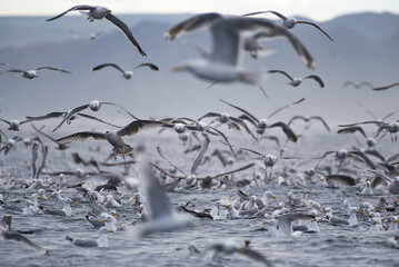 Thick flock of seagulls swarming over Arctic Ocean in the mouth of Kamoyfjorden in Northern Norway in feeding frenzy catching capelin from the surface of the ocean.