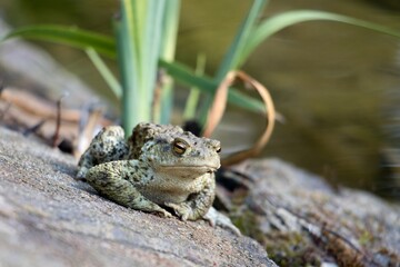 frog on a rock