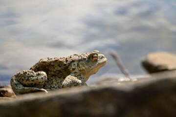 frog on a rock