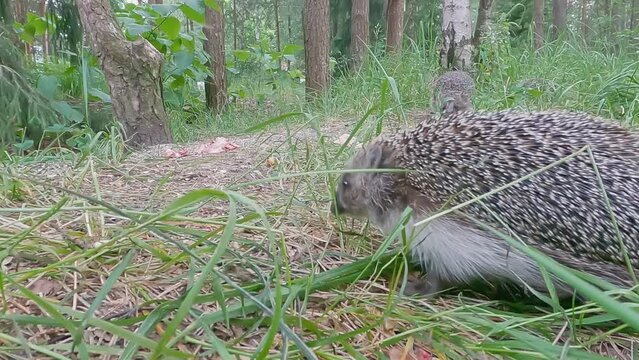 Feeding wild hedgehogs in nature