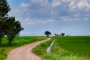 Paisaje de arrozales ,canal de riego y nubes al fondo