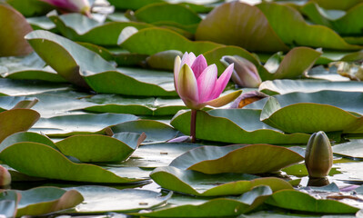 Flor acu&aacute;tica, nen&uacute;far rosa.