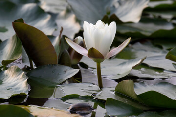 Flor de nen&uacute;far blanca, rodeada de hojas