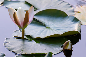 Flor acu&aacute;tica de nen&uacute;far rosado, en un estanque