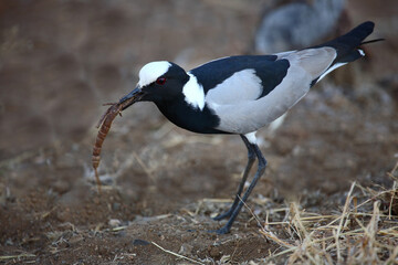 Waffenkiebitz / Blacksmith lapwing or Blacksmith plover / Vanellus armatus..
