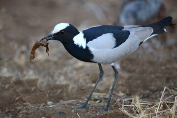 Waffenkiebitz / Blacksmith lapwing or Blacksmith plover / Vanellus armatus..