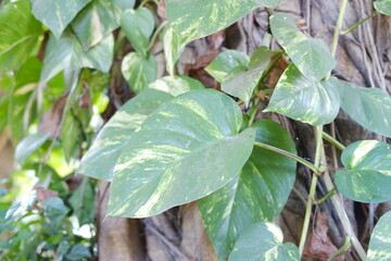 Fototapeta premium green leaf on tree with nature background, nature and environment concept.