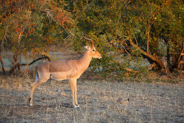 Schwarzfersenantilope / Impala / Aepyceros melampus