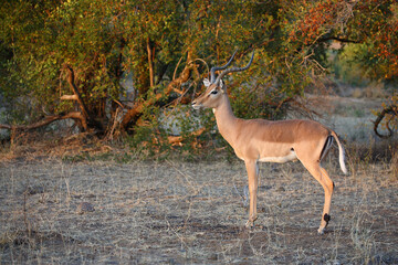 Schwarzfersenantilope / Impala / Aepyceros melampus