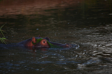 Fototapeta premium Flußpferd / Hippopotamus / Hippopotamus amphibius.
